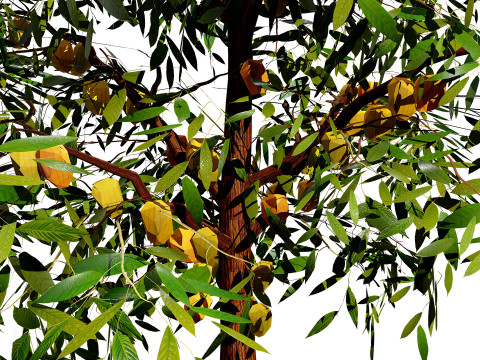 Realistic Cacao Tree 3Dモデル