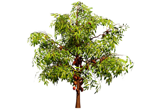 Realistic Cacao Tree 3Dモデル