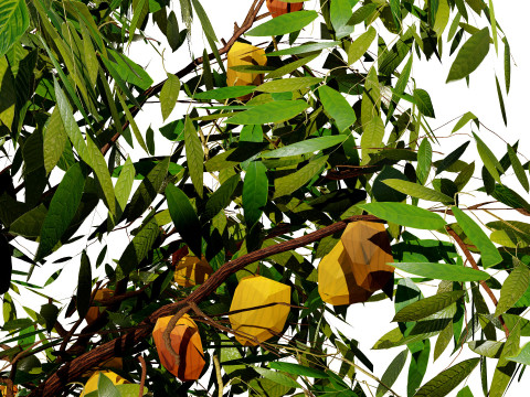 Realistic Cacao Tree 3Dモデル