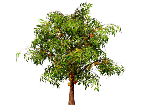 Realistic Cacao Tree 3Dモデル