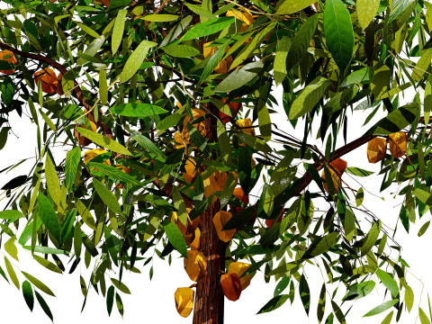 Realistic Cacao Tree 3Dモデル