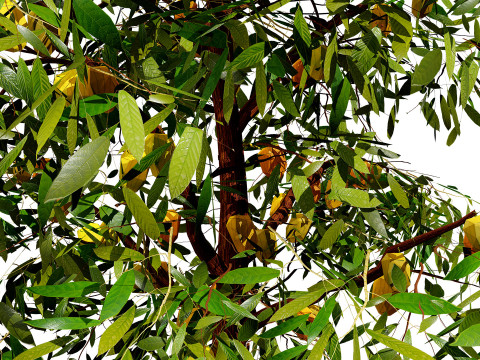 Realistic Cacao Tree 3Dモデル