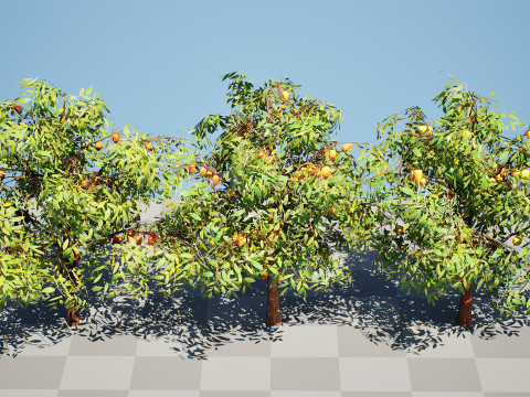Realistic Cacao Tree 3Dモデル