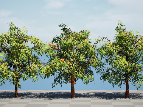 Realistic Cacao Tree 3Dモデル