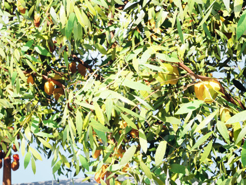 Realistic Cacao Tree 3Dモデル