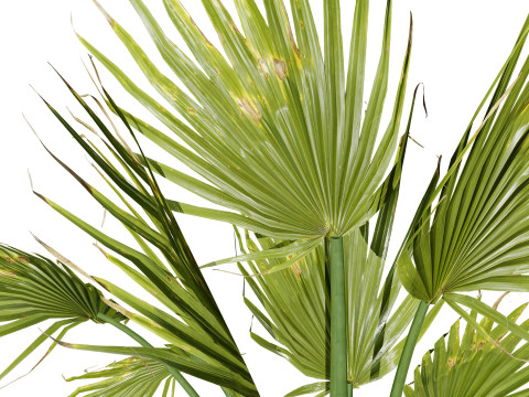 Tropical Island Plant Collection Model 3D