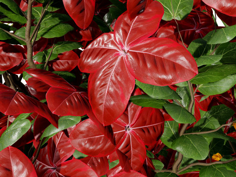 Tropical Island Plant Collection Model 3D