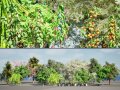 Low Poly Fruit Tree Pack 01 3Dモデル