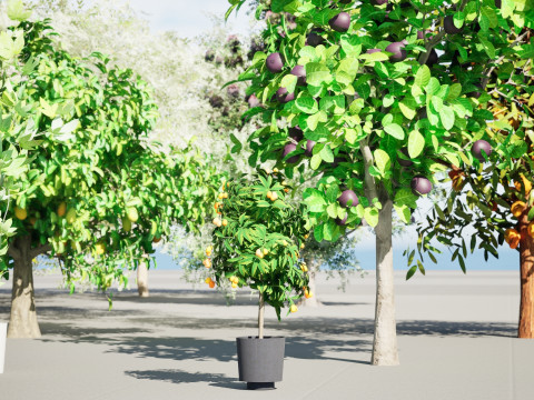 Low Poly Fruit Tree Pack 01 3D-Modell