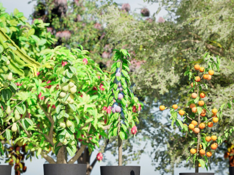 Low Poly Fruit Tree Pack 01 3D-Modell