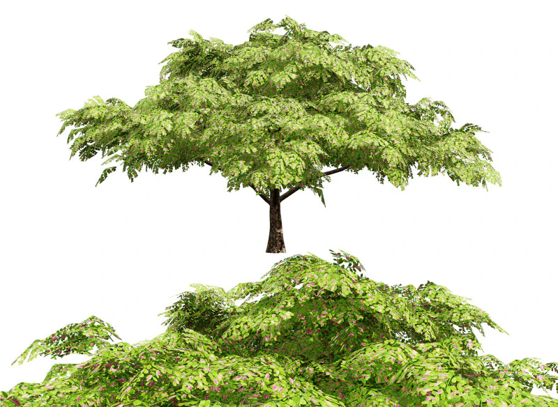 Дерево дощу 3D Модель .c4d .max .obj .3ds .fbx .stl .blend 