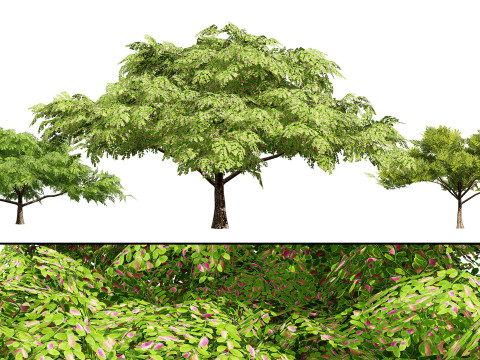 Rain Tree 3D Model