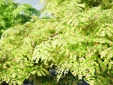 Rain Tree 3D Model