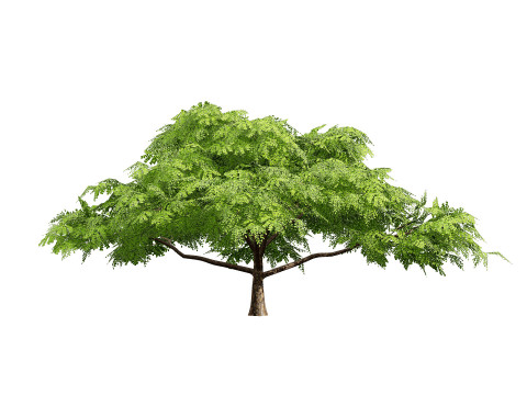 Rain Tree 3D Model