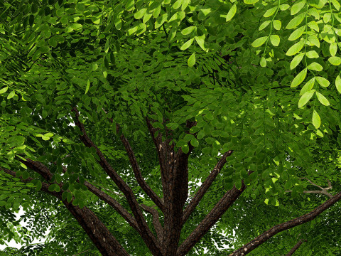 Rain Tree 3D Model