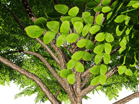 Rain Tree 3D Model
