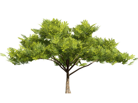 Rain Tree 3D Model