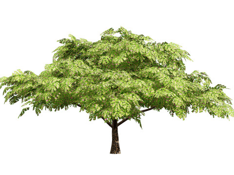 Rain Tree 3D Model