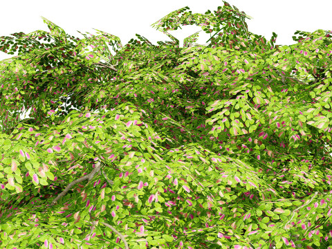 Rain Tree 3D Model