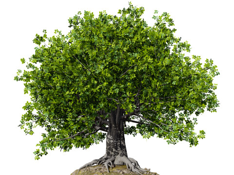 Stylized World Tree s 3D Model