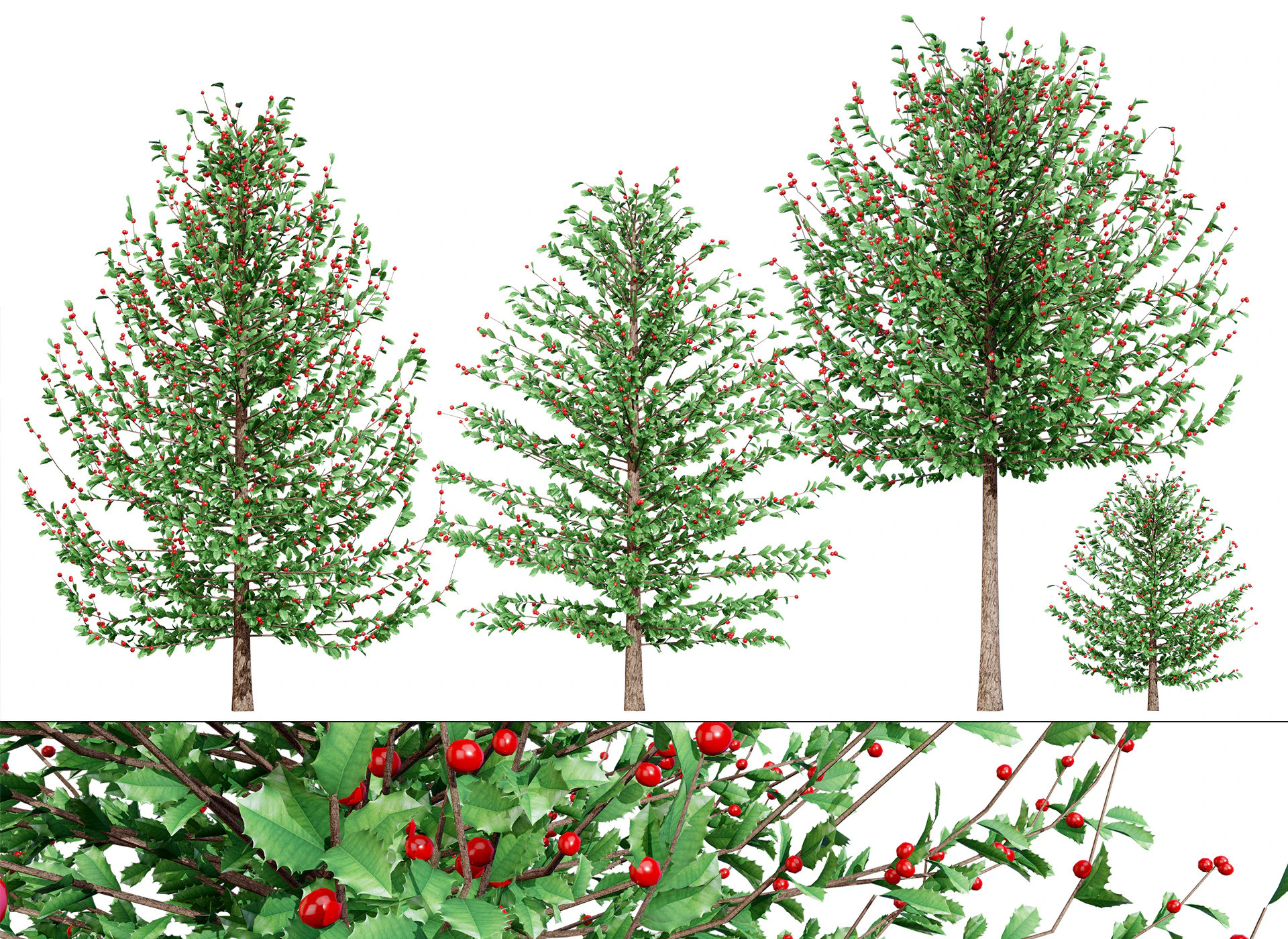 Holly Tree Collection s 3D Model .c4d .max .obj .3ds .fbx .stl .blend 