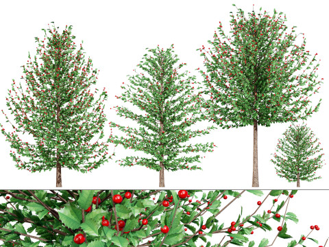 Holly Tree Collection s Modello 3D
