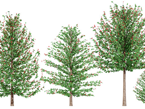 Holly Tree Collection s 3D Model