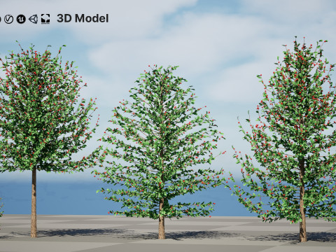 Holly Tree Collection s 3D Model