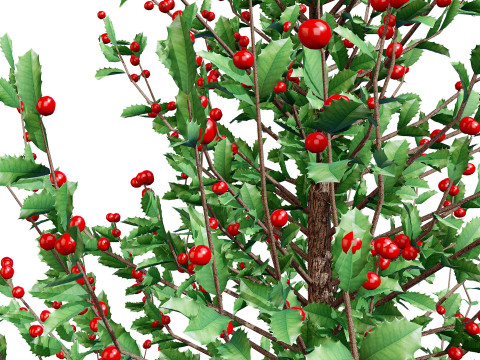 Holly Tree Collection s 3D Model