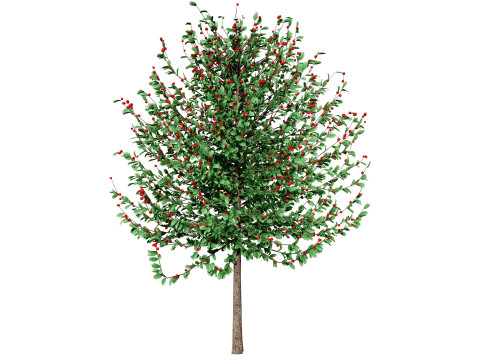 Holly Tree Collection s 3D Model