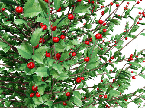 Holly Tree Collection s 3D Model