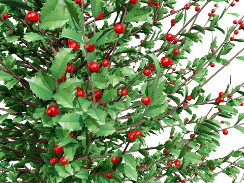 Holly Tree Collection s 3D Model