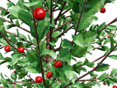 Holly Tree Collection s 3D Model