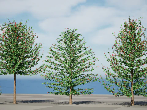 Holly Tree Collection s 3D Model