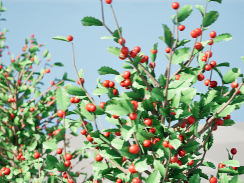 Holly Tree Collection s 3D Model