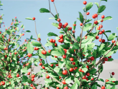Holly Tree Collection s 3D Model