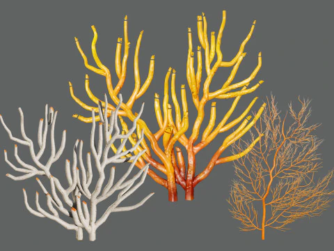 Пакет Gorgonian Coral з безкоштовним посібником 3D Модель