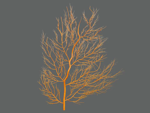Gorgonian Coral s Pack with Free Tutorial 3D Model