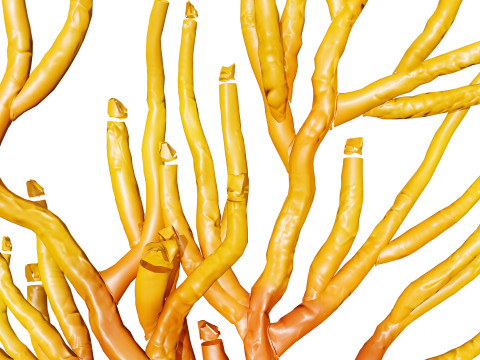 Gorgonian Coral s Pack with Free Tutorial 3D Model