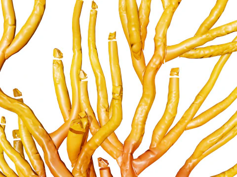 Gorgonian Coral s Pack with Free Tutorial 3D Model