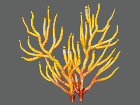 Gorgonian Coral s Pack with Free Tutorial 3D Model