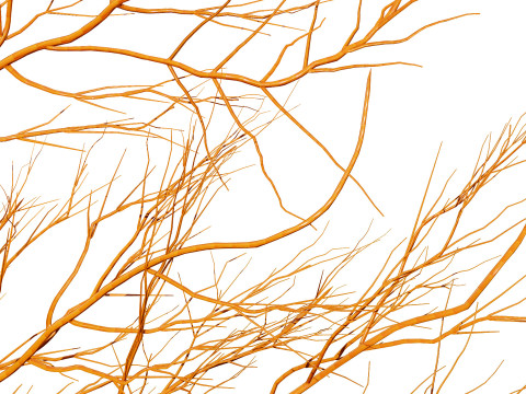 Gorgonian Coral s Pack with Free Tutorial 3D Model