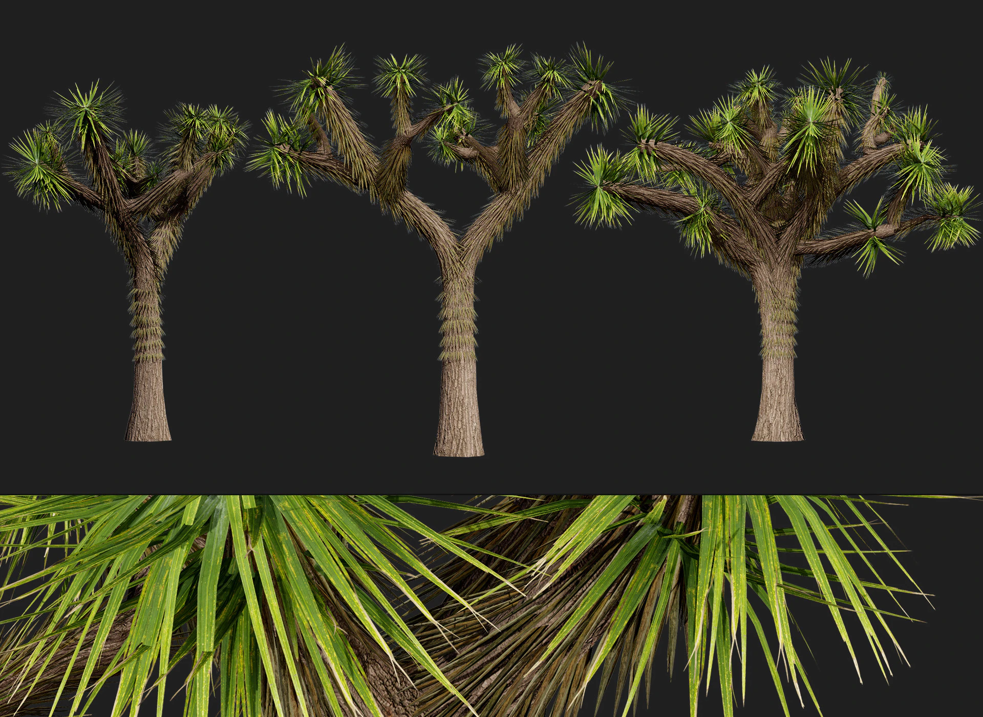 Joshua Tree s 3D Model .c4d .max .obj .3ds .fbx .stl .blend 