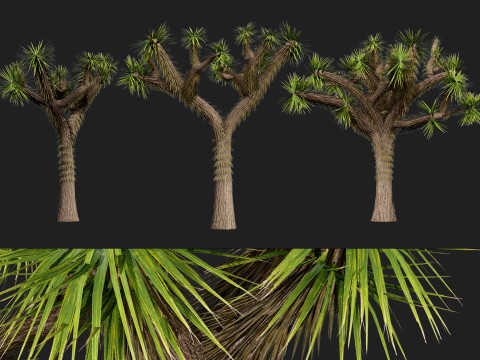 Joshua Tree s Modello 3D
