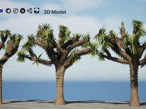 Joshua Tree s Modelo 3D