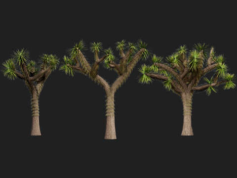 Joshua Tree s Modelo 3D