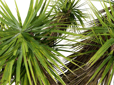 Joshua Tree s 3D Model