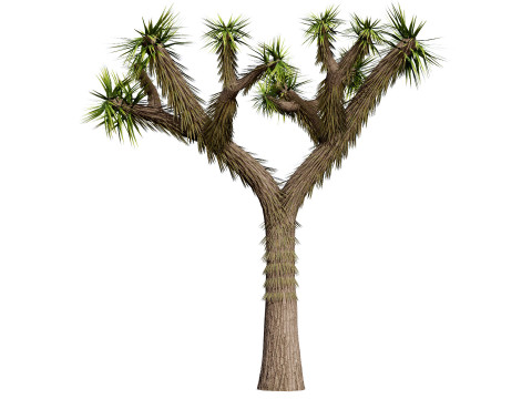 Joshua Tree s Modelo 3D