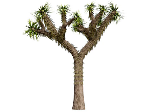 Joshua Tree s 3D Model