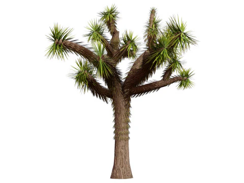 Joshua Tree s 3D Model
